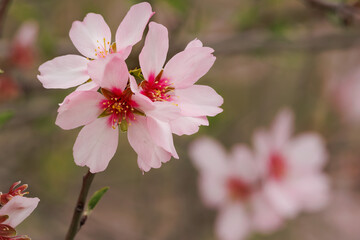 Flores de almendro (prunus dulcis) en la rama, Alcoi, España