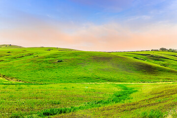 beautiful spring sunset in a green young field in a countryside farmland with salad grass covering...