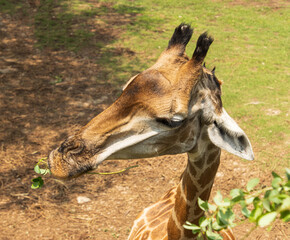 giraffe head on a background of green grass.