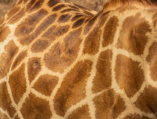 spotted giraffe fur as background.