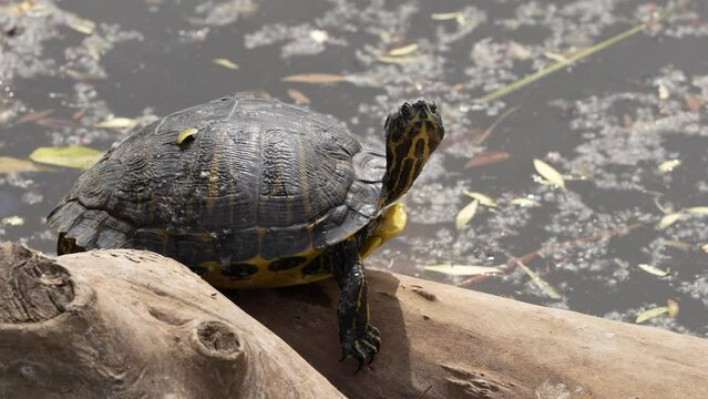 turtle on the tree log. 4 k video
