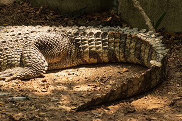 crocodile lies in the shade near the water as a background.