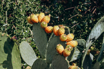 Prickly pear, also known by its name cactus pear, a fleshy berry produced by the prickly pear