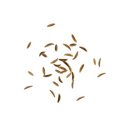 Dry Cumin Seed Icon, Cummin Heap, Caraway Seeds Symbol, Indian Spices Pile, Fennel Kernels, Cumin Icons on White Background, Vector Illustration - obrazy, fototapety, plakaty