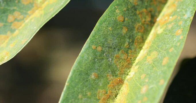 Close-up of green leaves with Agal Spot, illness of Durian in the plantations,Durian disease ,in the durian garden causing by Cephaleuros virescense