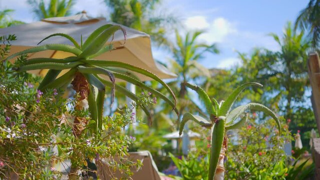 Tropical resort ambiance with poolside relaxation area in 4k slow motion 120fps