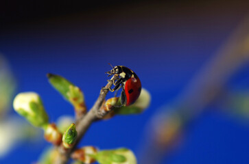 Ladybug on a blooming flower