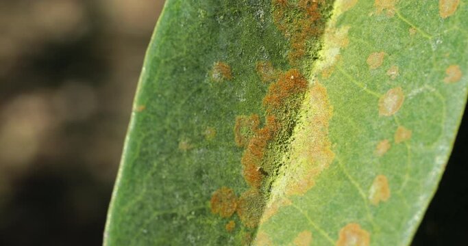 Close-up of green leaves with Agal Spot, illness of Durian in the plantations,Durian disease ,in the durian garden causing by Cephaleuros virescense