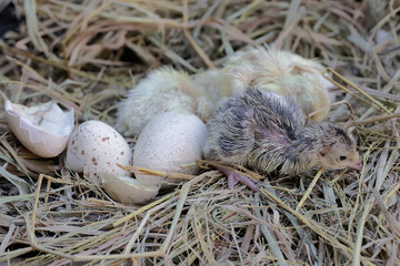 A number of baby turkeys have just hatched from their eggs in the nest. This animal is commonly...