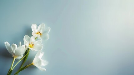 AI generated illustration of white crocus flowers on a blue background