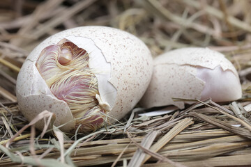 The process of hatching a baby turkey in its nest. This animal is commonly cultivated by humans...