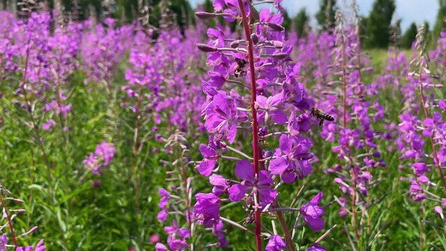 Backlit Rosebay Willowherb or Fireweed swaying in the wind at sunset while bumble bees collecting nectar