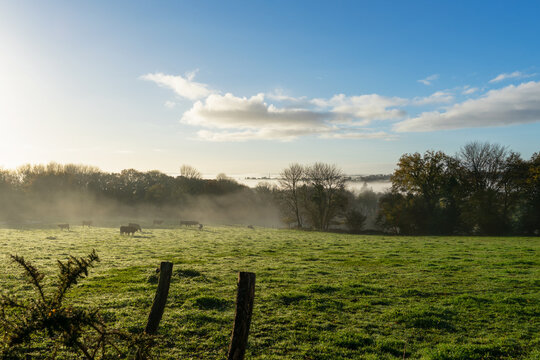 Dans le centre du Finistère en Bretagne, une brume matinale enveloppe un champ d'herbe verte où les vaches broutent paisiblement, créant une scène rurale empreinte de calme et de tranquillité.
