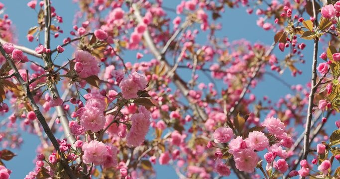 Spring sakura bloom branches. Cherry Blossoming Cherry Tree In Full Bloom On Blue Sky Background, pink Flower. Japanese Garden in Spring. Flowering of a Fruitful Plant, low angle