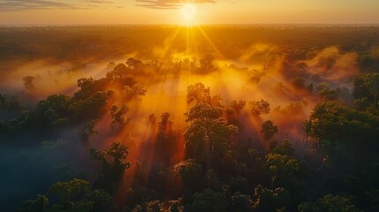 An expansive view of treetops highlighted in the misty morning during an aerial sunrise over a dense forest