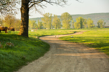 Landscape with beautiful nature in the village in the Republic of Moldova. Country life. Moldova, a small country with a big heart in Eastern Europe.