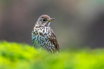 Closeup of a Song thrush Turdus philomelos bird singing in a tree