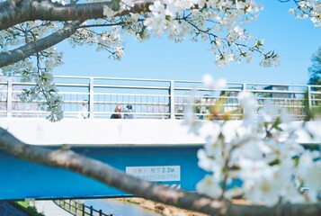 人の橋、桜の景色、カントリーロード