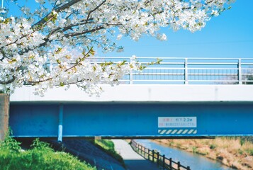 人の橋、桜の景色、カントリーロード