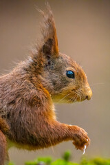 Naklejka na ściany i meble Eurasian red squirrel, Sciurus vulgaris, in a forest