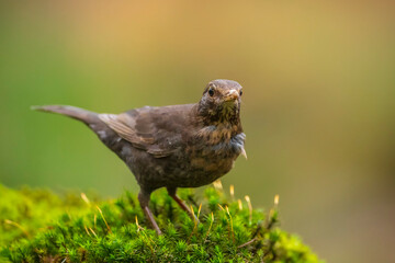 Blackbird, turdus merula, female bird perched