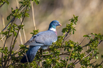 Wood Pigeon, Columba palumbus, bird perched