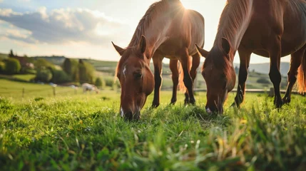 Badezimmer Foto Rückwand Horses eating grass in the rural landscape © 2rogan