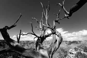 Dry trunk and branches of a dead tree  on the south rim of Grand Canyon in Arizona, USA. Black and white scenery  on a sunny winters day in world famous National Park. Wide landscape in the background