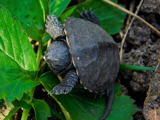 turtle on the ground