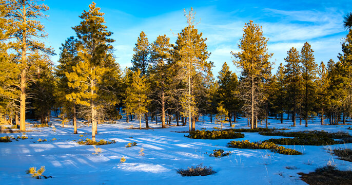 Winter forest in Bryce Canyon National Park, Utah (USA). Bright warm March morning sunlight, fresh green Ponderosa pine trees and melting snow near popular viewing points and trailheads.