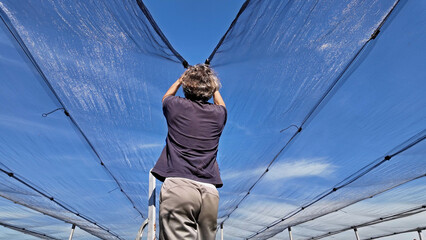 Farmer installing anti hail netting on a agricultural farm for protecting fruits, vegetables and...