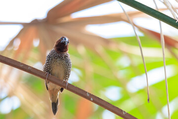 Scaly-breasted munia or spotted munia, Lonchura punctulata, also known as nutmeg mannikin or spice finch