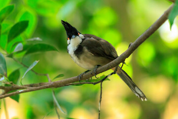 red-whiskered or crested bulbul, Pycnonotus jocosus,
