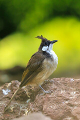 red-whiskered or crested bulbul, Pycnonotus jocosus,