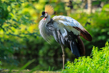 Grey crowned crane, Balearica regulorum, national bird of Uganda.