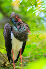 Black stork, Ciconia nigra, resting in a green forest