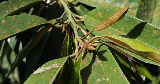 Close-up of green leaves with Agal Spot, illness of Durian in the plantations,Durian disease ,in the durian garden causing by Cephaleuros virescense