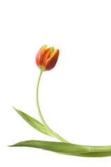 tulips isolated on transparant background with copy space