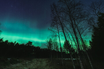 Northern lights in the night forest, Estonian nature.