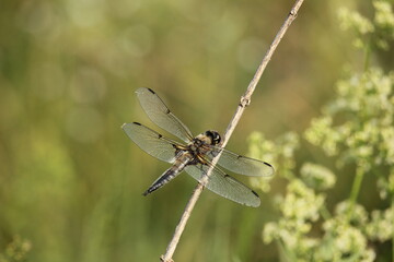 dragonfly on a twig