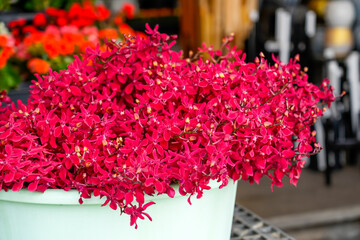 Fresh purple magenta red pink Mokara orchid flower bouquet cut sale market.