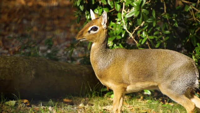Close view of a Dik-dik antelope standing on a meadow eating a chestnut