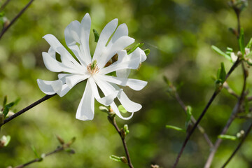 a white magnolia flower close-up