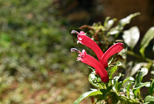Red flowers (Centropogon cornutus) on garden in Petropolis, Rio de Janeiro, Brazil