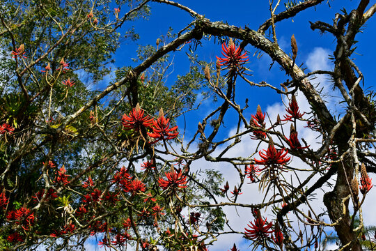 Red flowers on tree (Erythrina speciosa)