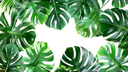 Green leaves of tropical plants bush Monstera, palm isolated Transparent, cutout, or clipping path background for montage product display. Png file