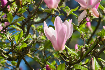 pale pink magnolia flower close-up