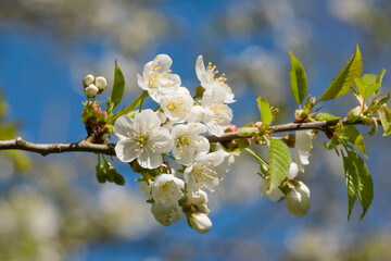 sweet cherry blossom on a tree branch on a sunny spring day