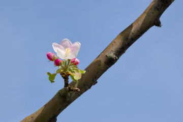 pale pink apple flower on the tree branch on the blue sky background