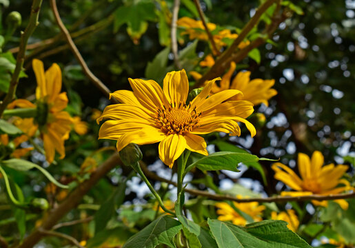 Mexican sunflower or tree marigold (Tithonia diversifolia) on garden